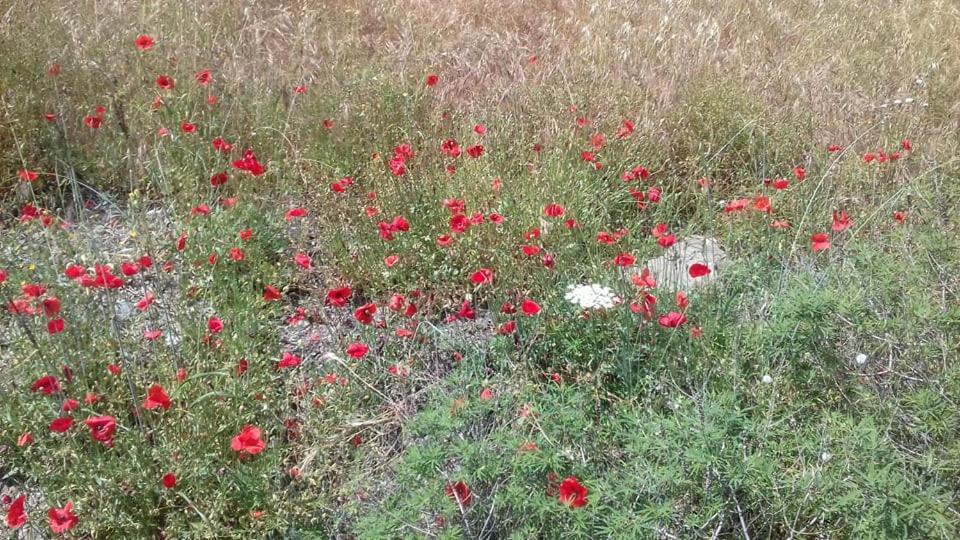 Vila Sifis Pirounakis Anatoli Léntas Exteriér fotografie